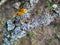 Branch tree infected with blue and yellow lichen close up