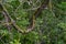 A branch of a tree with partially damaged bark and small growths of moss.