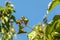 A branch of a tree struck by aphids against