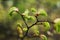 Branch of a tree with very first sprouting leaves in spring against background