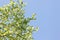 Branch trees on blue sky.