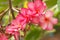 Branch of tropical pink flowers frangipani