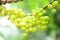 Branch of Tropical star gooseberry fruit,
