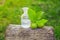 branch with two unripe green walnuts with leaves for preparation of medicines and tinctures. clear bottle with elixir cork. bottle