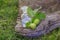 branch with two unripe green walnuts with leaves for preparation of medicines and tinctures. clear bottle with elixir cork. bottle