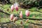 branch with unopened buds of pink-white magnolia bloom