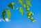 Branch of unripe cherry tomatoes against blue sky.