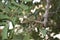 Branch with unripe fruits of Ceratonia siliqua tree