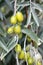 Branch with unripe fruits of Elaeagnus, silverberry