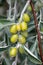 Branch with unripe fruits of Elaeagnus, silverberry, oleaster