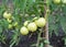 Branch of unripe organic tomatoes.