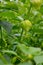 Branch with unripe physalis in the summer garden. Agricultural plant