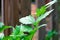 Branch of valerian plant in morning light