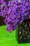 A branch of velvet lilac with leaves in a vase close up