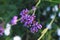 Branch of `Verbena Bonariensis` Purpletop Vervain  herbaceous perennial plant with many small violet flowers