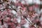 Branch of Viburnum bodnantense Dawn flowering tree in the spring garden