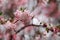 Branch of  Viburnum bodnantense Dawn flowering tree in the spring garden