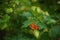 Branch of viburnum bush with red berries in the summer garden