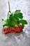 Branch viburnum with green leaves on concrete