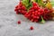 Branch viburnum with green leaves on concrete