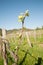 Branch of vine with first green leaves in vineyard in early spr