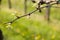 Branch of vine with first green leaves in vineyard in early spr