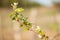 Branch of vine with first green leaves in vineyard in early spr