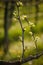 Branch of vine with first green leaves in vineyard in early spr