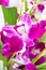 Branch of violet orchids