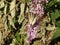 Branch of Violet Tiny Flowers on a Tree Branch