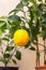 The branch of a Volkamer lemon citrus plant grown in a pot with ripe yellow lemon fruit and green leaves. Indoor citrus tree