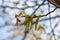 Branch walnut flowering on a sunny day