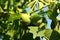 Branch with Walnut. Green fruit on a tree.