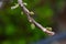 Branch of walnut tree. Close-up of green buds and unopened walnut leaves on natural background in spring garden on warm