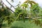 Branch of walnut tree with fresh leaves and catkins in spring