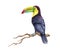 on the branch. Watercolor illustration. Hand drawn tropical jungle bright bird. Realistic Ramphastos sulfuratus avian