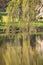 A branch of a weeping cherry tree with a reflection over a lake.