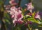 Branch of weigela blossom