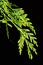 Branch of Western Redcedar Thuja Plicata on dark background with small green spider on bottom