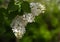 A branch of white Amur lilac with green leaves close-up. A beautiful Bush of white lilac. Flowers on branch