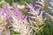 Branch of white Astilbe Chinensis with purple pink background of blooming Astilbe `Pumila` Dwarf Chinese Astilbe