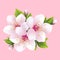 Branch of white blossoming sakura - japanese cherry tree