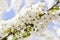 Branch with white cherry blossom in spring