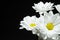 Branch of white chrysanthemums on a black background, space for text