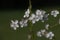 A branch of white damson tree blossom, Prunus domestica insititia, blooming the spring sunshine, close-up view