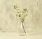 Branch with white flowers of cherry or sakura in a glass vase on a gray background. Symbol of spring and tenderness.