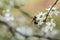 A branch with white flowers of a cherry tree on a blurred background. A bee is sitting on a flower.