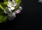 Branch with white flowers, pink button, green leaves and petals on black background