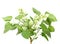 Branch of white lilac