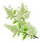 Branch of white lilac with leaves isolated